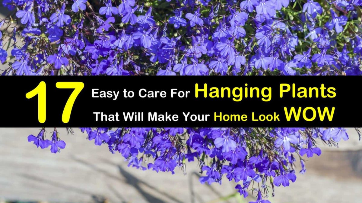 17 Easy to Care For Hanging Plants that will Make Your Home Look Wow
