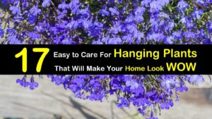 17 Hanging Plants img