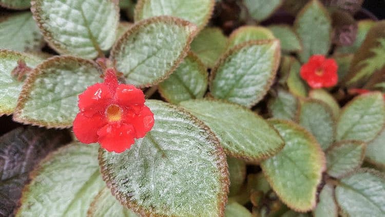 American Flame Flower Episcia cupreata