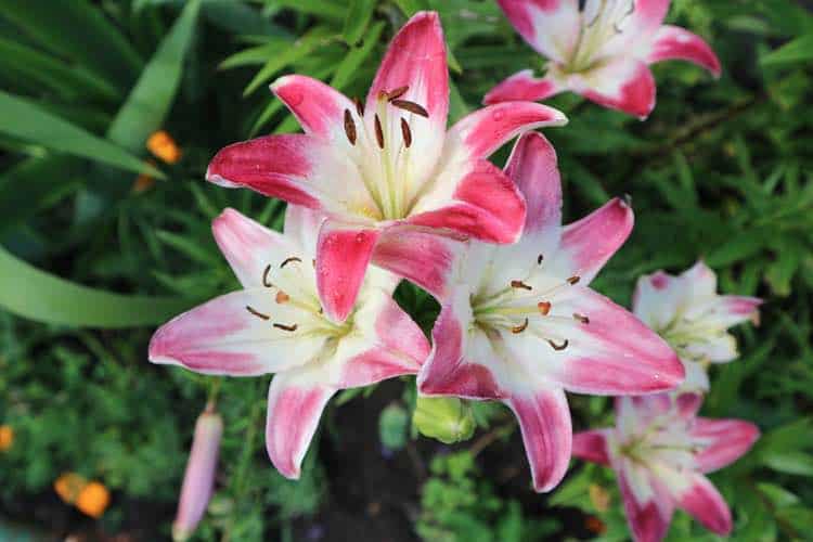 Asiatic hybrid lilium