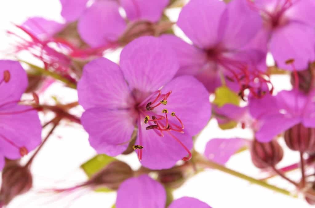 Ground Covering Plant - Big Root Geraniums