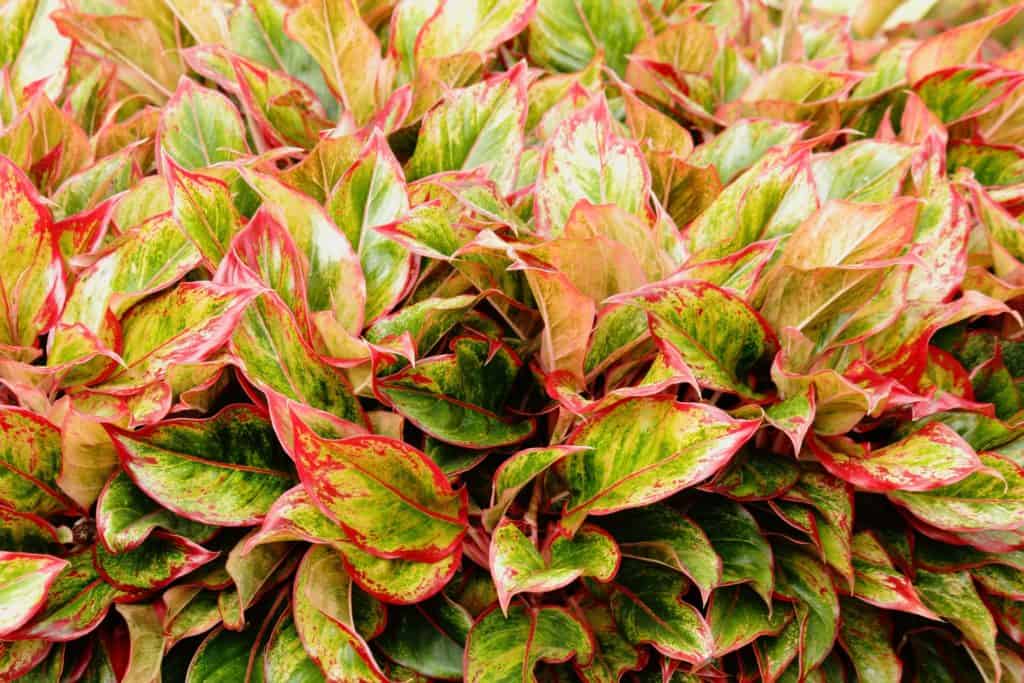 chinese evergreen low light housplants img