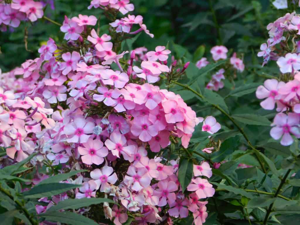 Creeping Phlox (Phlox Subulata) plant