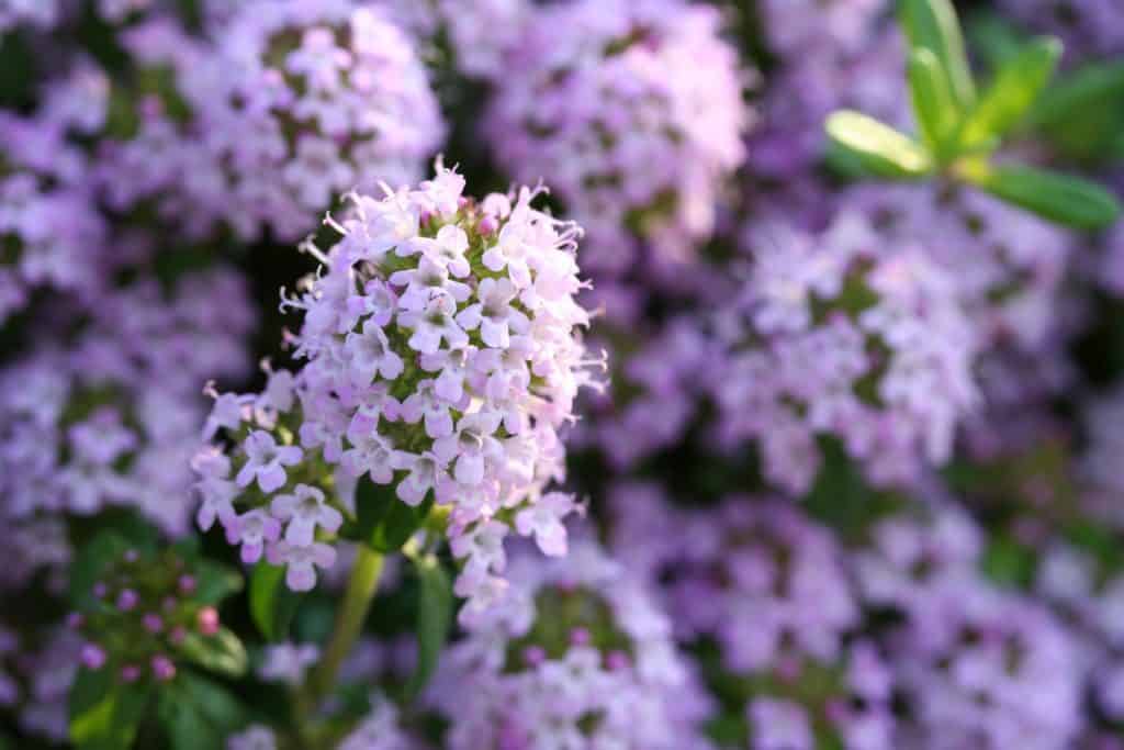 creeping thyme