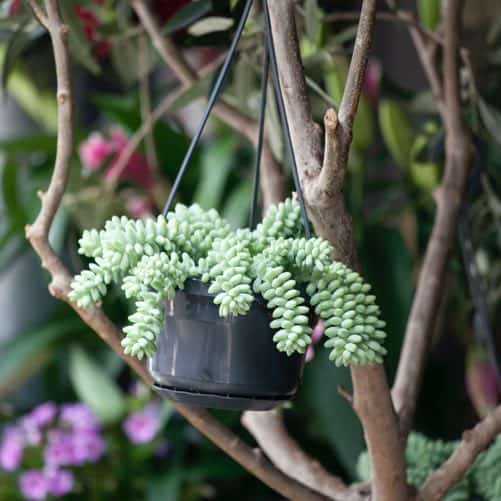 Donkey’s Tail Sedum morganianum