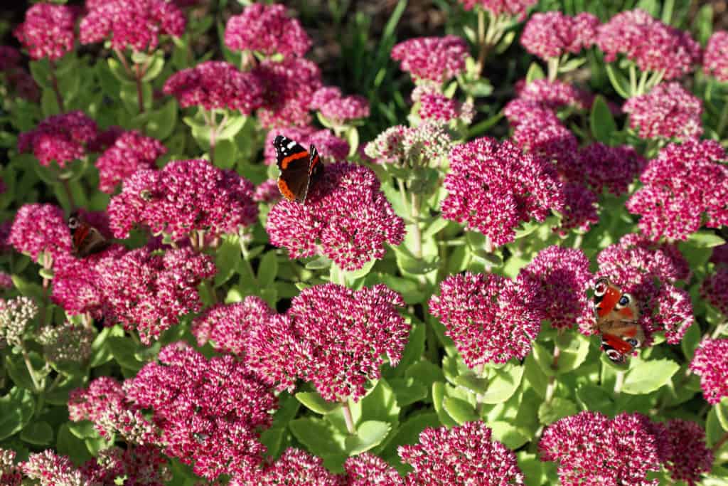 picture of ground cover plant dragons blood red sedum