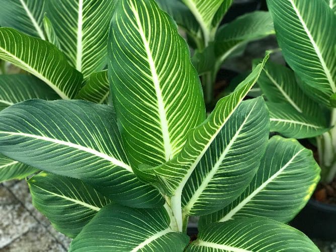 Dumb Cane Dieffenbachia