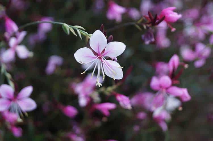 Gaura lindheimeri perennials - whirling butterflies