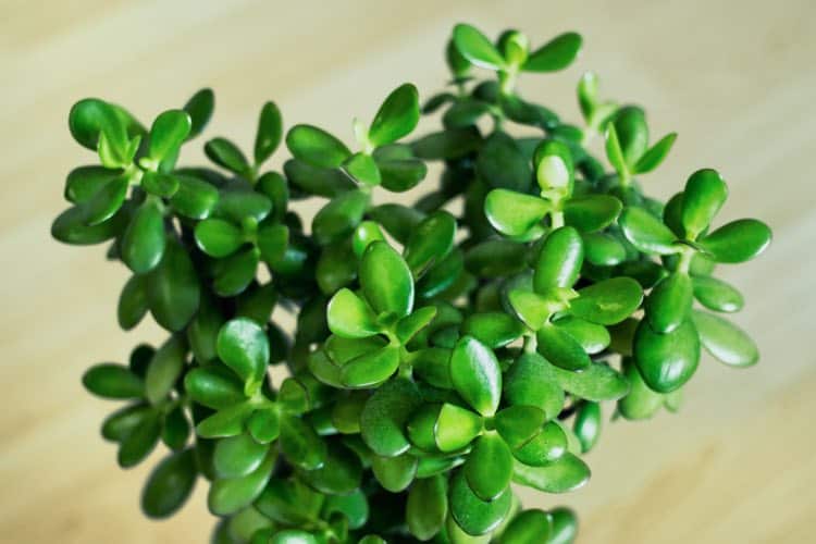 Jade Plant Crassula ovata