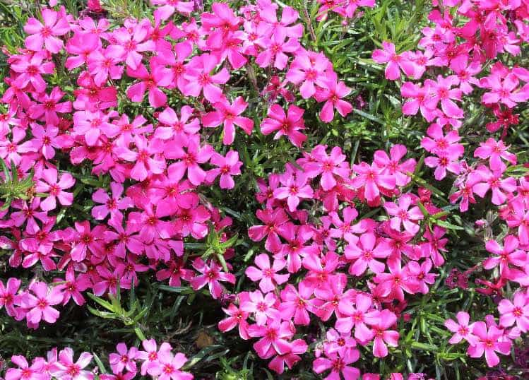 moss phlox