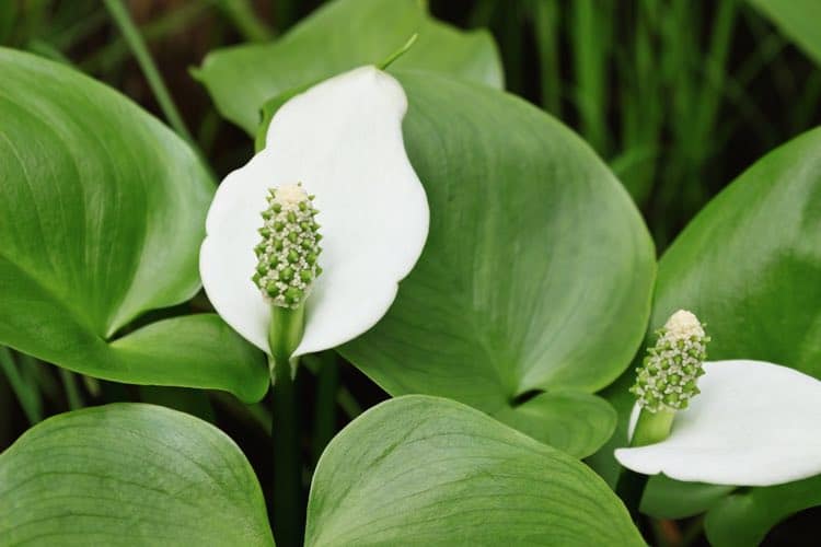 Peace Lily Spathiphyllum