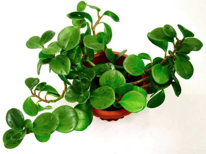 Peperomia magnoliaefolia