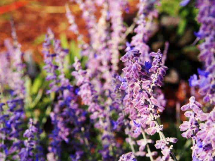 Perovskia atriplicifolia Blue Spire - Russian sage