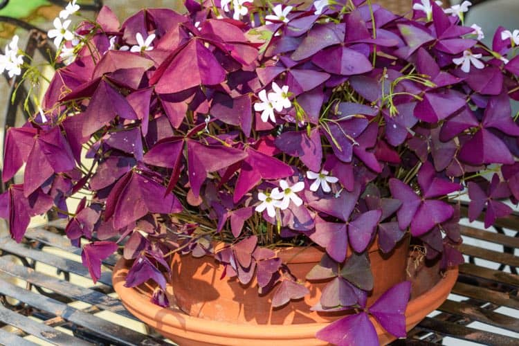 Shamrock Plant Oxalis