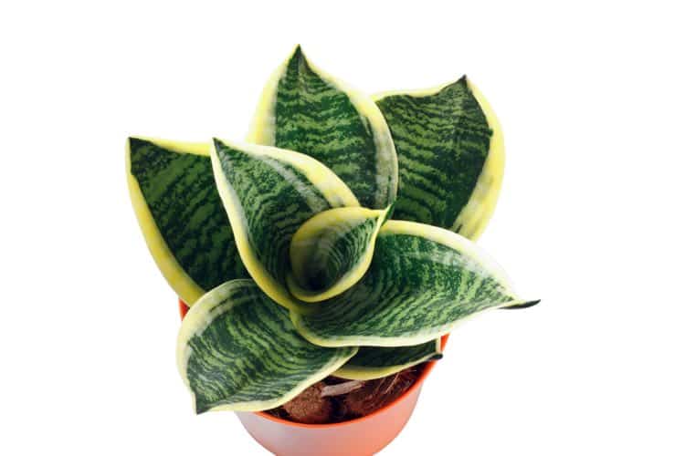 Snake Plant Sansevieria trifasciata