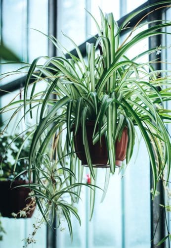 hanging spider plant - Chlorophytum flower