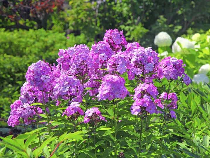 garden phlox