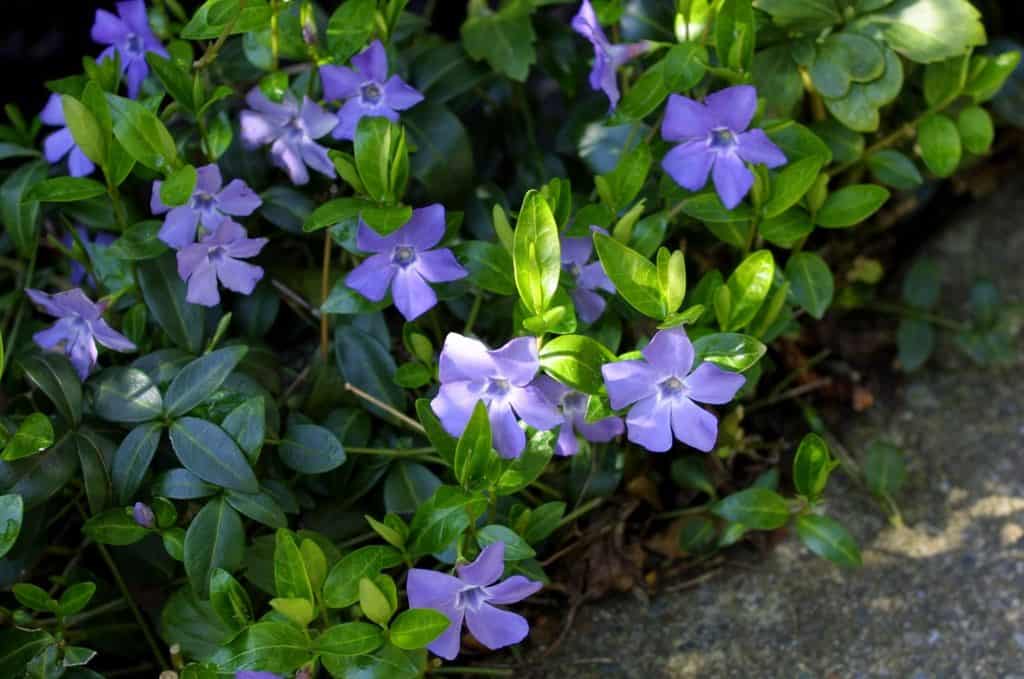 Trailing Periwinkle - Vinca Minor - Ground Cover Plants