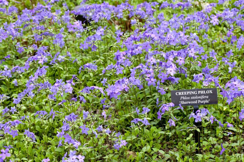 Tufted Creeping Phlox