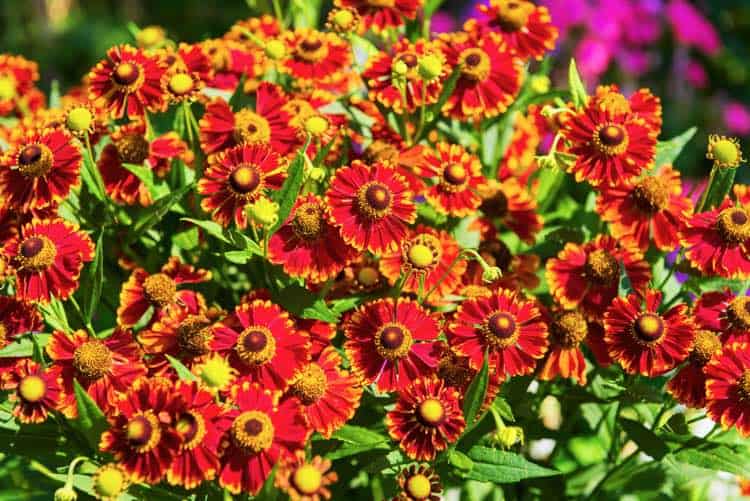 Gaillardia aristata plant