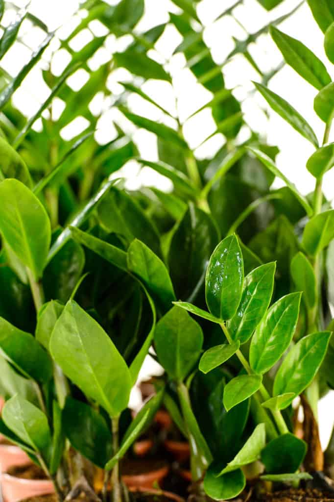 Zamioculcas zamiifolia houseplant in pot