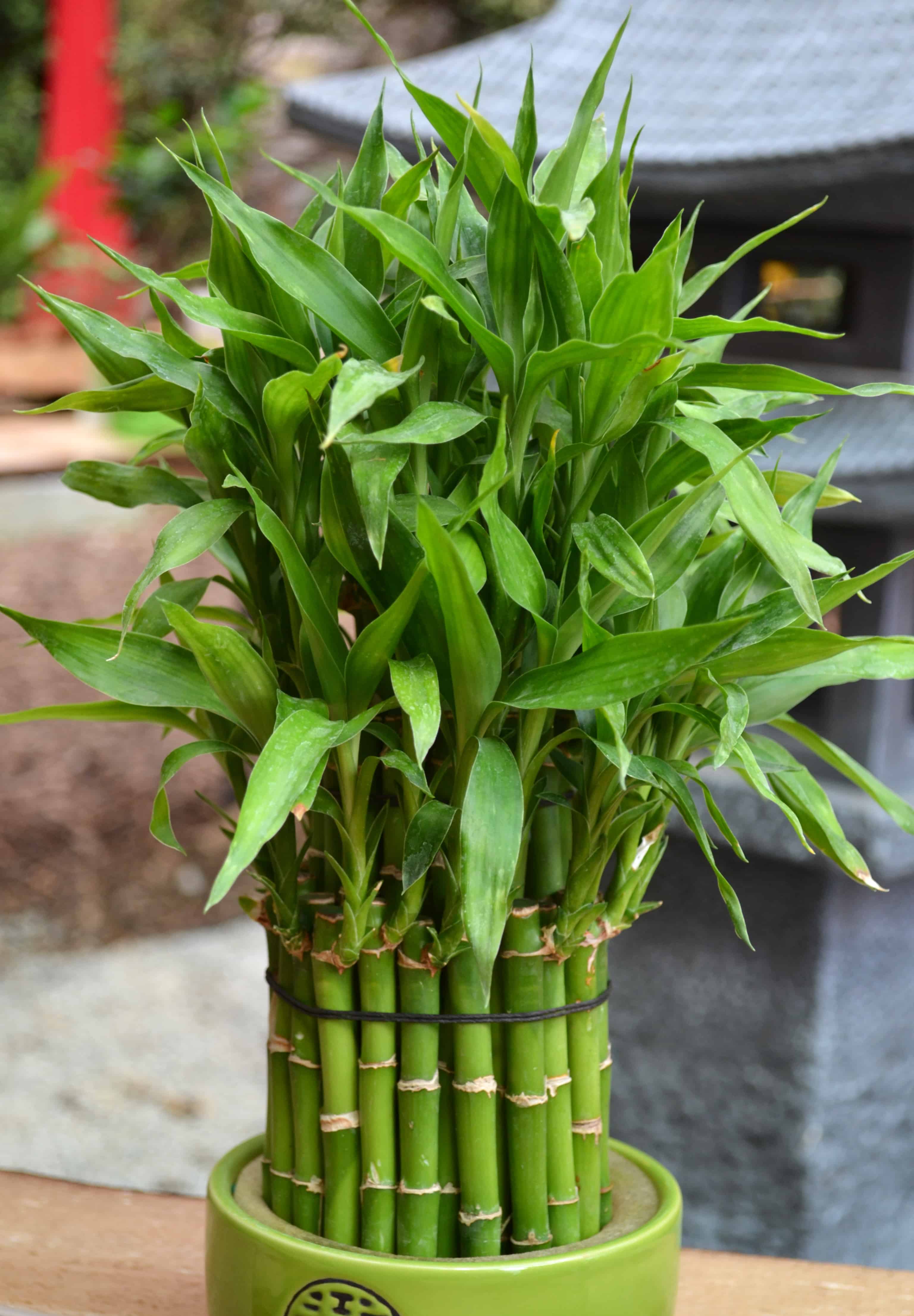 lucky bamboo great for low light titlimg