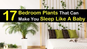 bedroom plants titleimg1