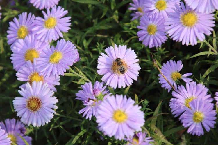 blue aster in the autumn garden