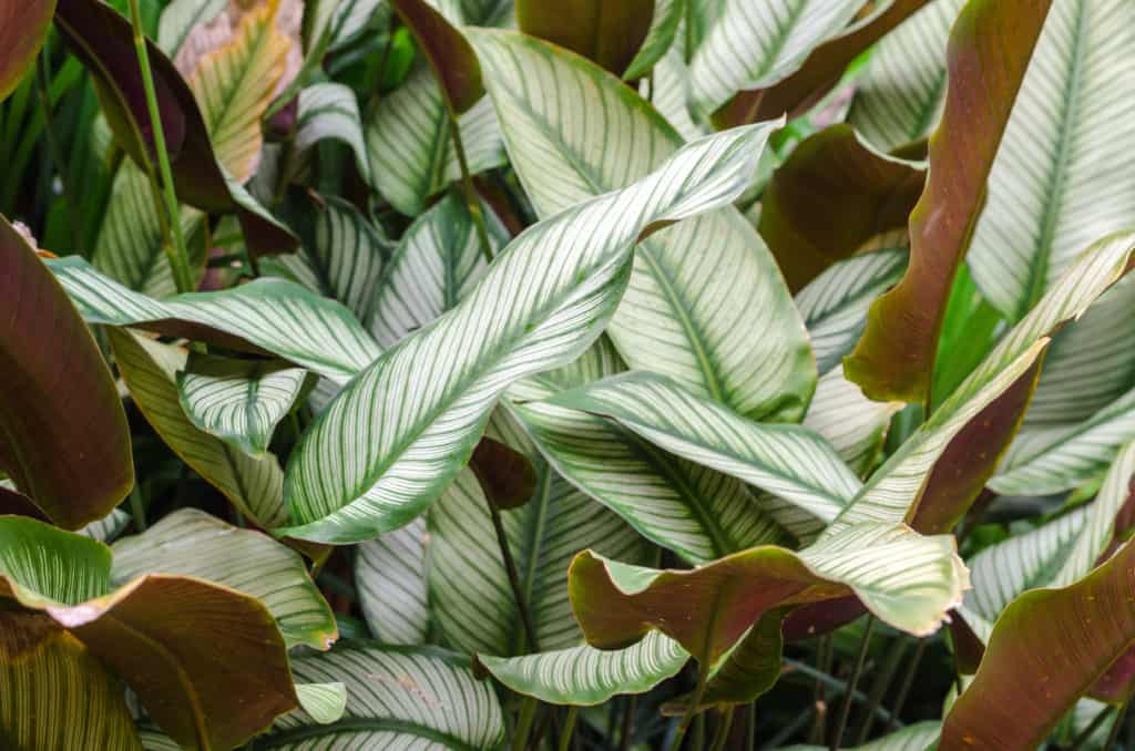 calathea shadow plants img