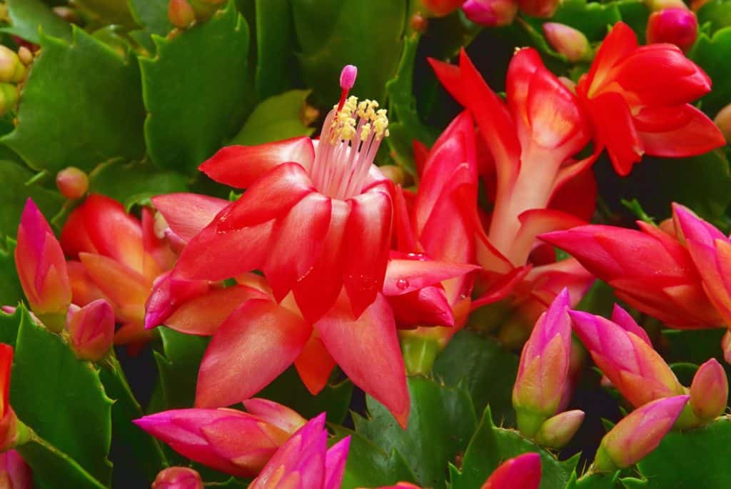 christmas cactus low light houseplants img