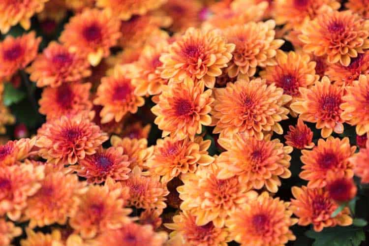 chrysanthemum perennials