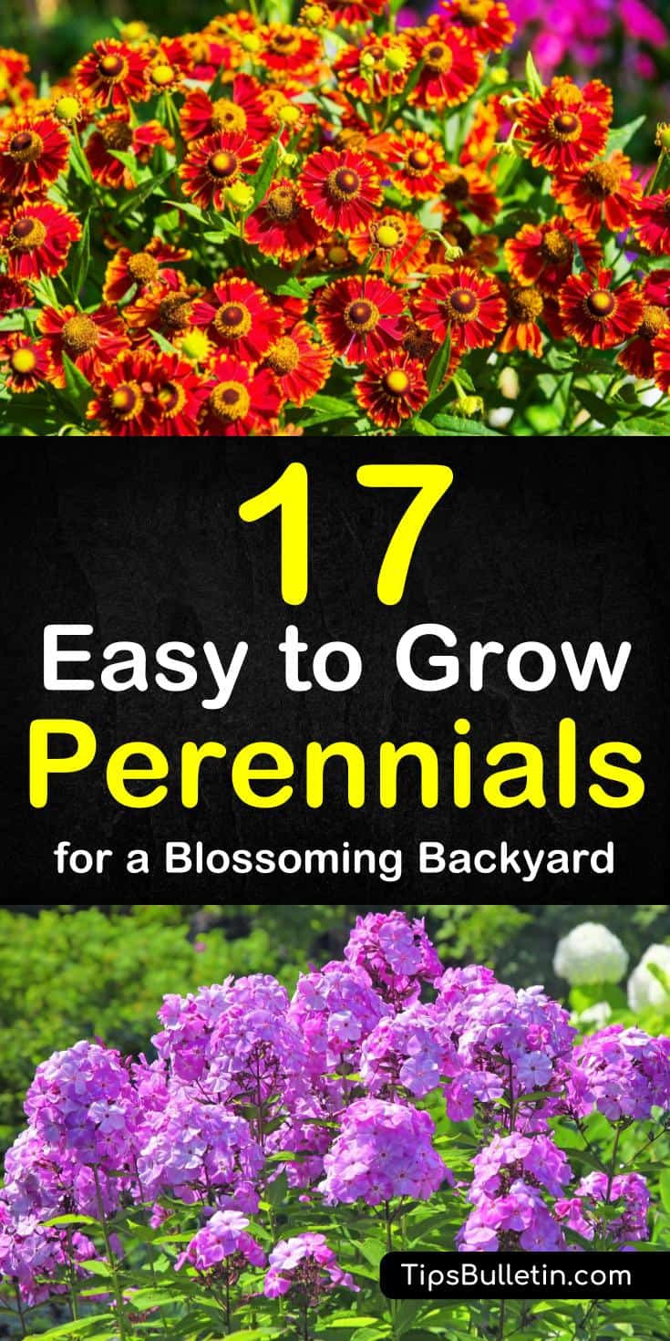 Article with a detailed list of 17 easy to grow low maintenance perennials. For a long blooming flowering and ground covering greens. Suitable to be planted in pots or containers.#plants #perennials #easy-to-grow #easy