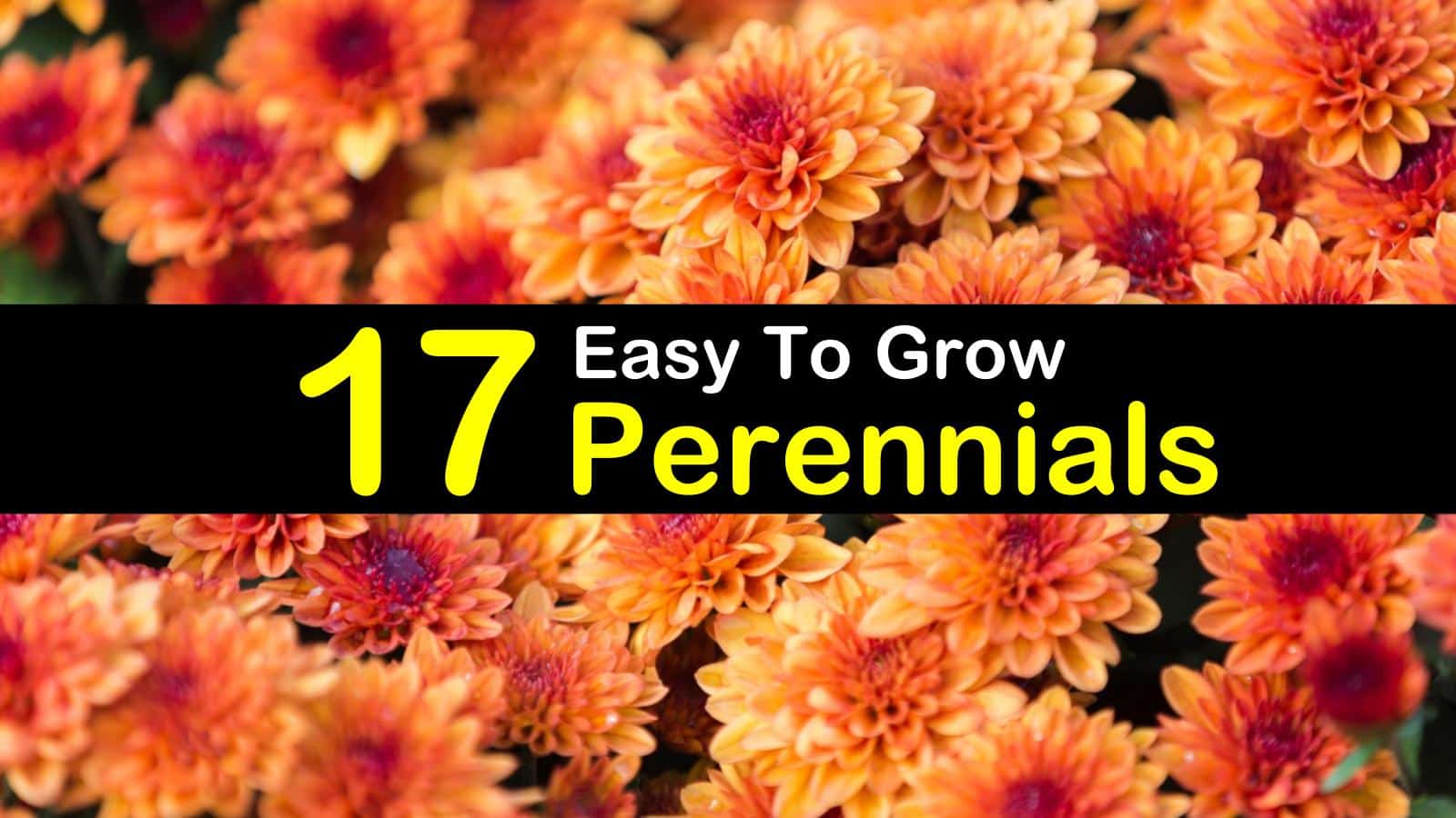 easy to grow perennials titlimg