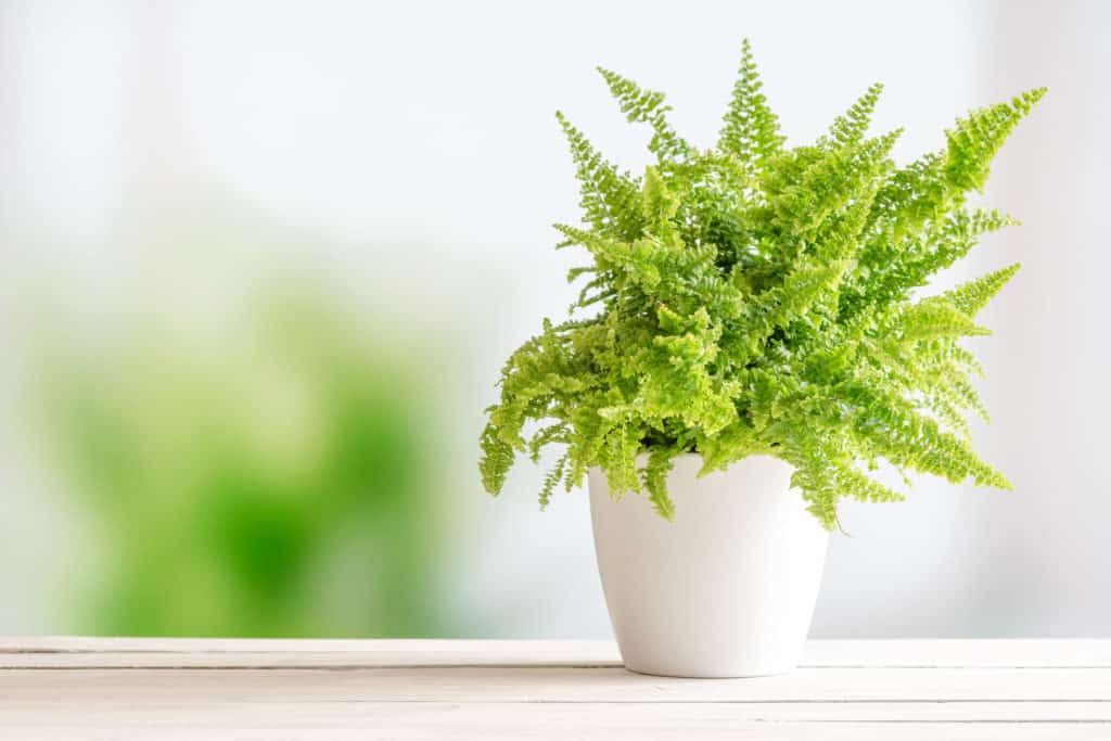 fern plant img