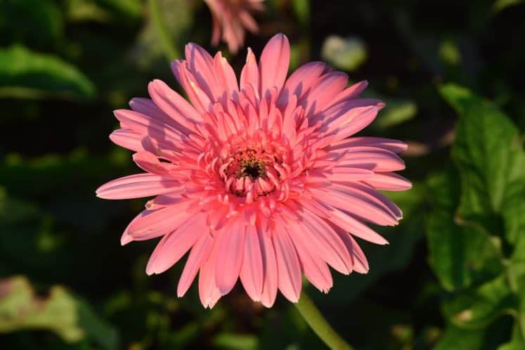 Gerbera Daisy air cleaning plant img