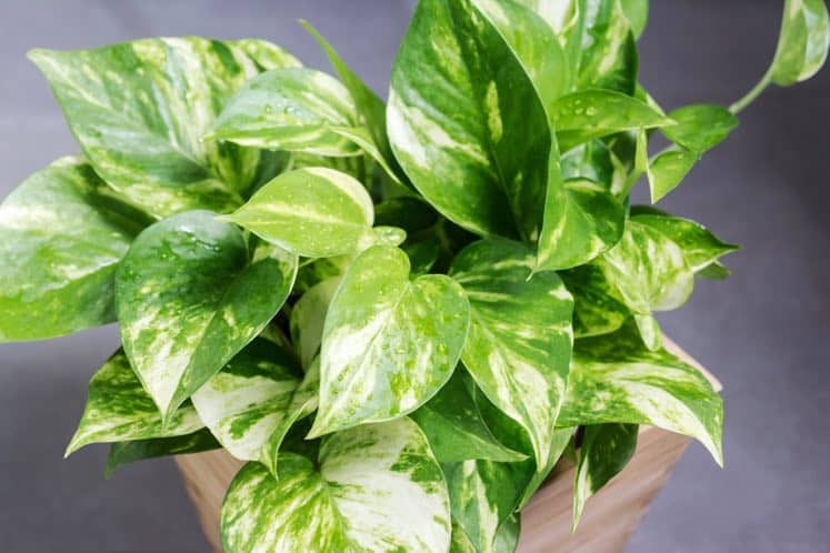 image of golden photos house plant cleans indoor air