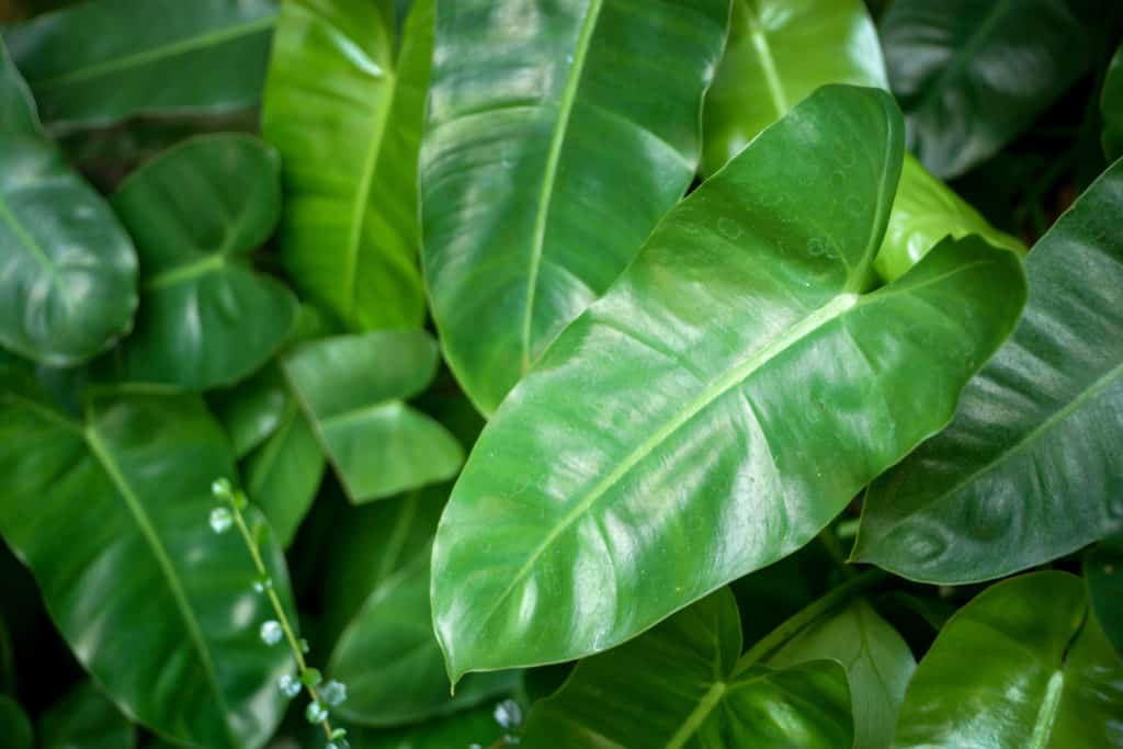 goosefoot houseplant img