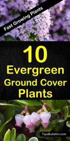 10 best evergreen fast growing ground cover plants covering year-round perennial plants for sun and shade. Perfect along your walkways and for landscaping projects. From periwinkle, dragons blood and creeping phlox to bearberry and geraniums. #groundcoverplants #plants #gardening #perennials