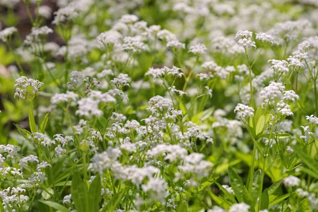 Ground Cover Plants Sweet Woodruff