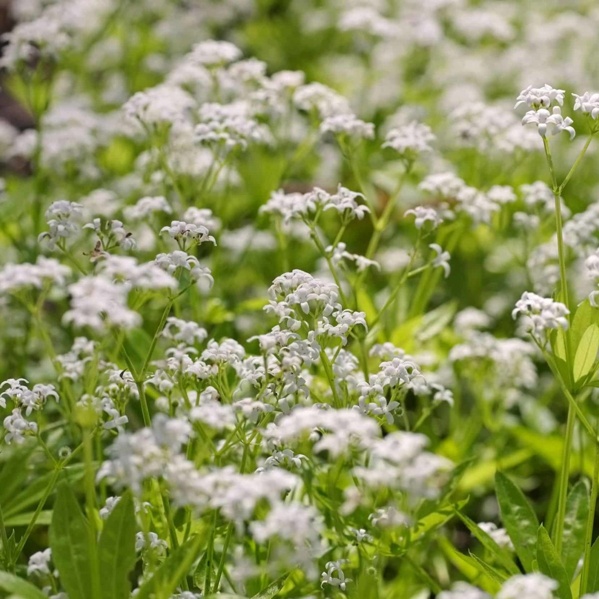 The 10 Best Evergreen Ground Cover Plants That Grow Quickly Evergreen Ground Cover Plants, Fast Growing Evergreen Ground Cover For Shaders