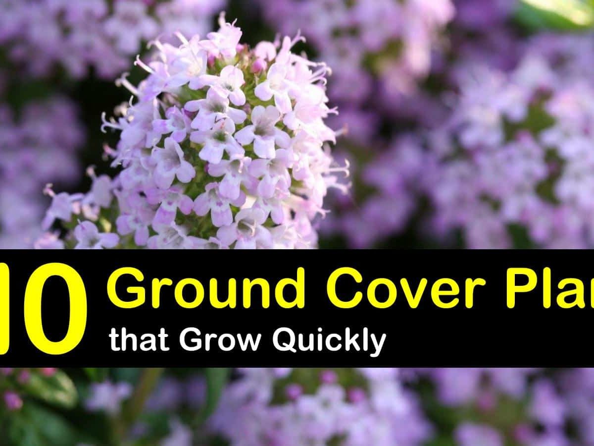 Evergreen Ground Cover Plants, Ground Cover For Rocky Slope