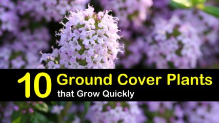 ground cover plants titimg