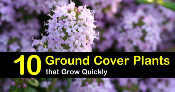 Evergreen Ground Cover Plants, Fast Growing Ground Cover For Partial Sun
