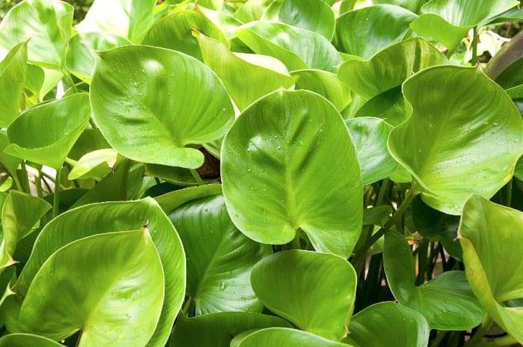 heart leave philodendron plant for cleaning indoor air
