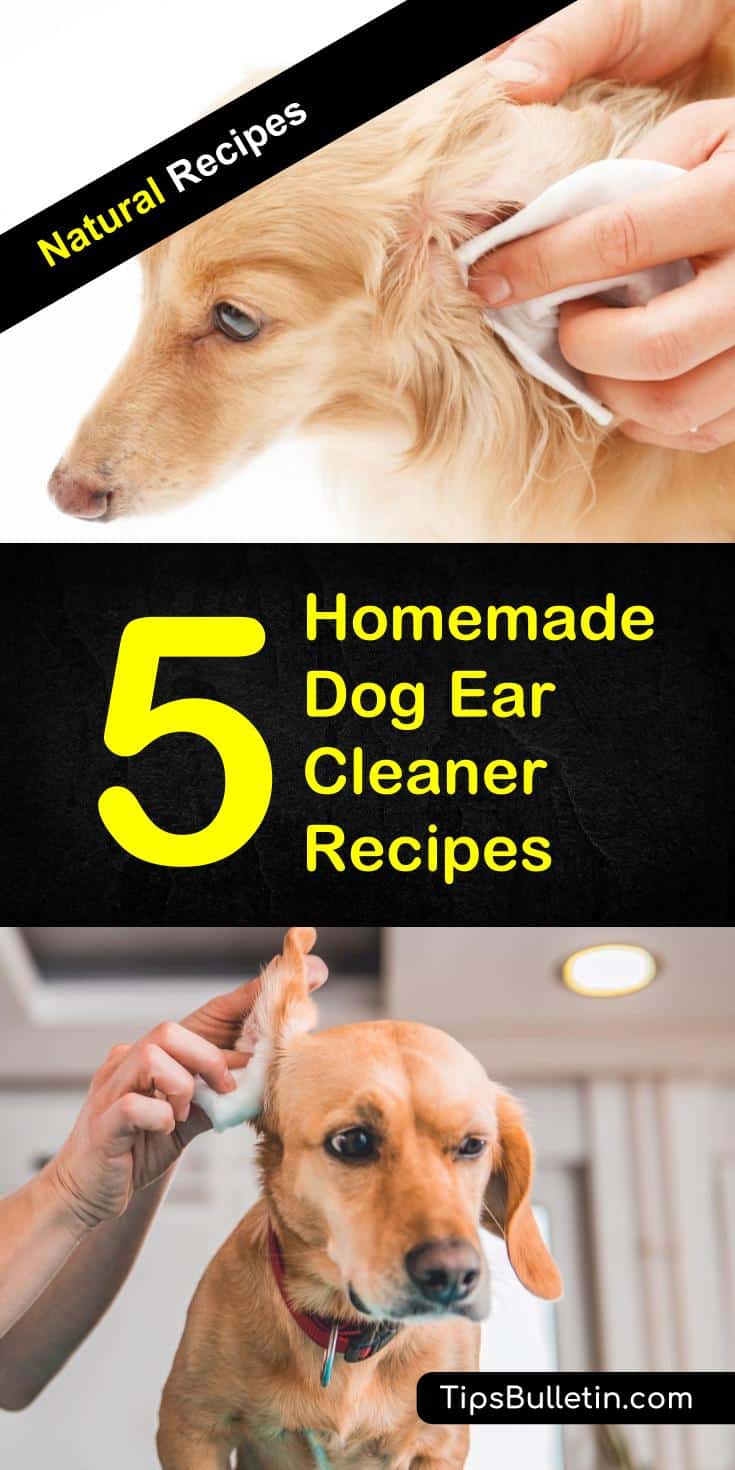 Easy-to-make homemade dog ear cleaner recipes made out of all natural ingredients like hydrogen peroxide, vinegar, tea tree oil, vinegar, essential oil or witch hazel. The ideal cleaning solutions for your puppies and pets. #dogearcleaning #dog #cleaner #homemade #natural #puppy #ear