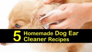 homemade dog ear cleaner titlimg