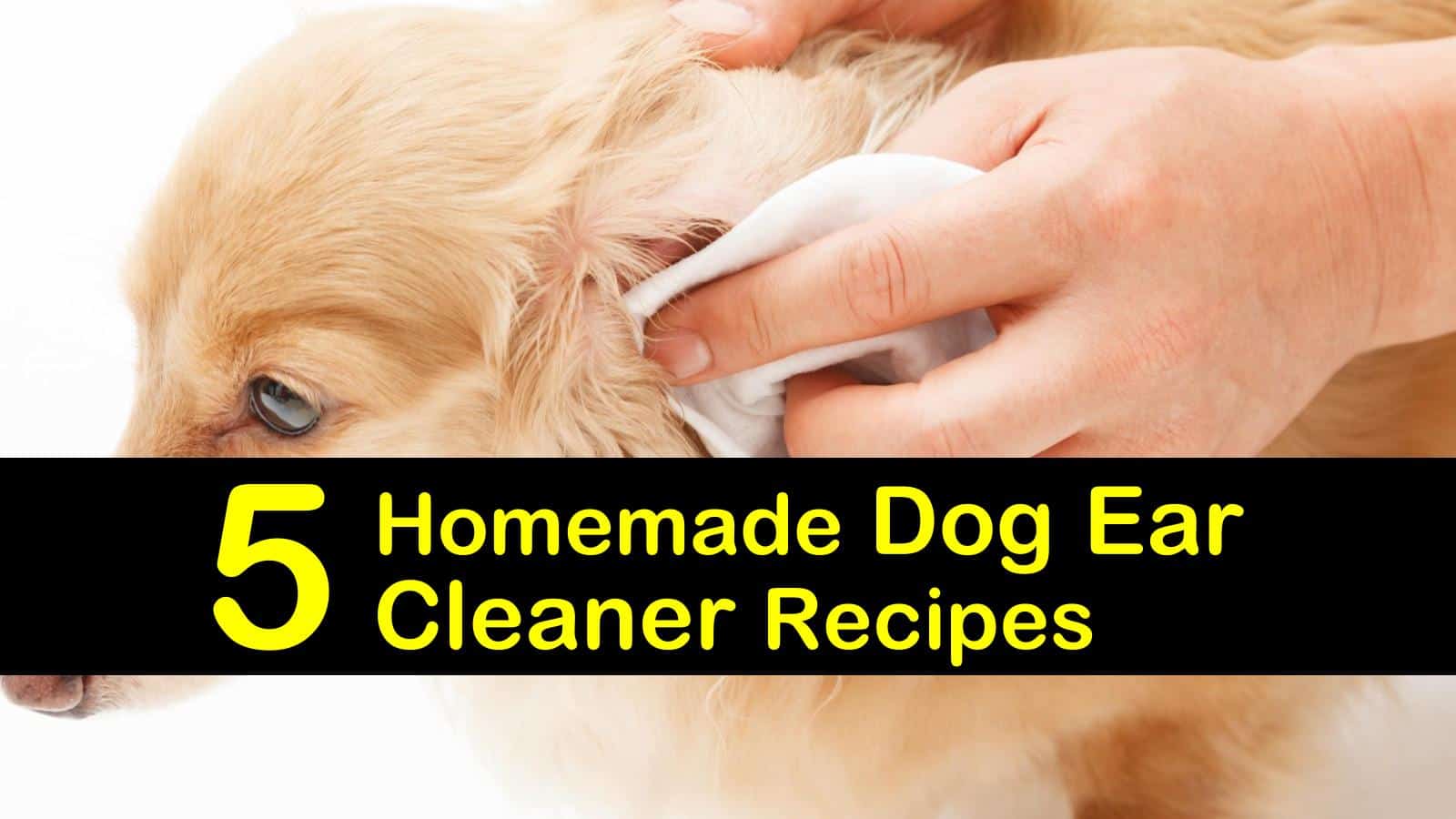 5 Homemade Dog Ear Cleaner Recipes