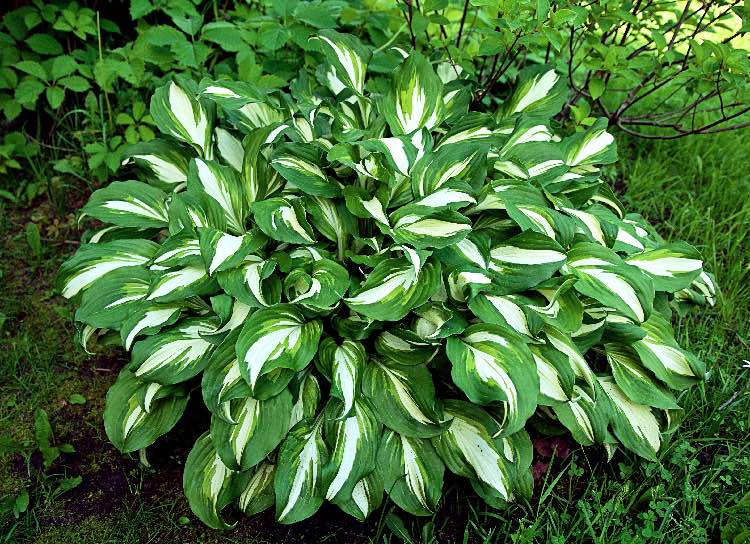 hostas plant for perennials