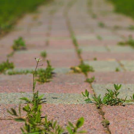 use white vinegar to kill weeds around the garden and on sidewalks