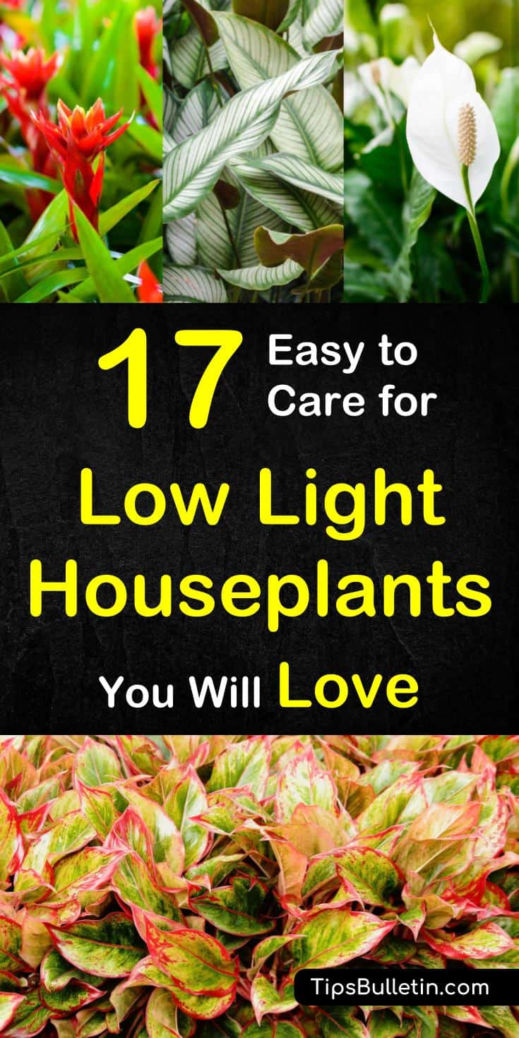 Discover easy to care for low light houseplants. Evergreen plants with little need of sunlight might even survive extended dark times. Perfect to cleanse your air. Can be used in hanging baskets. Includes peace lily, boston ferns, and lucky bamboo. #houseplants #lowlight #nosunlight #dark #plants